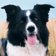 A Border Collie